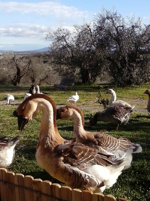 Casetta Dell'Uliveto Macchiascandona Buitenkant foto