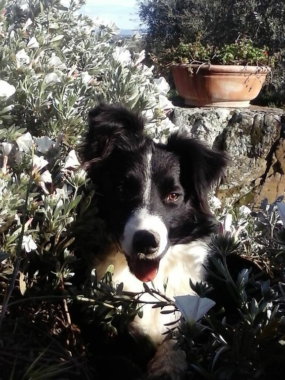 Casetta Dell'Uliveto Macchiascandona Buitenkant foto
